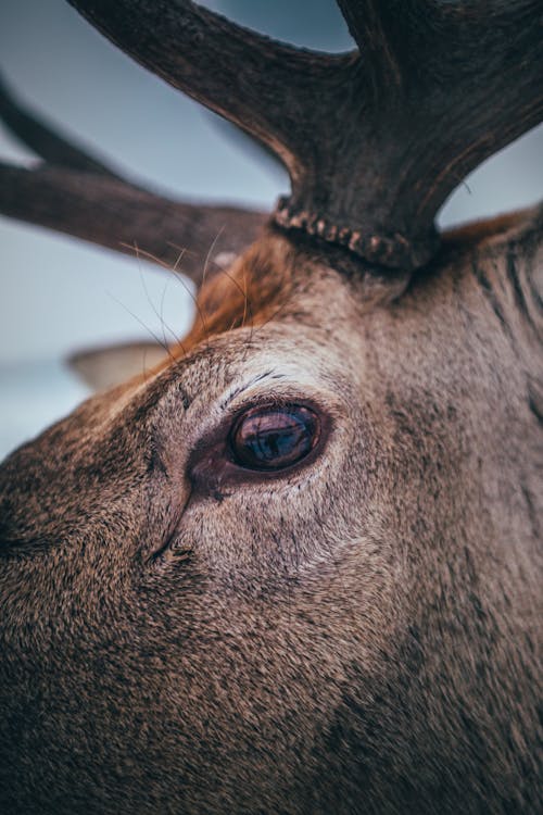 An Elk in Close-Up Photography
