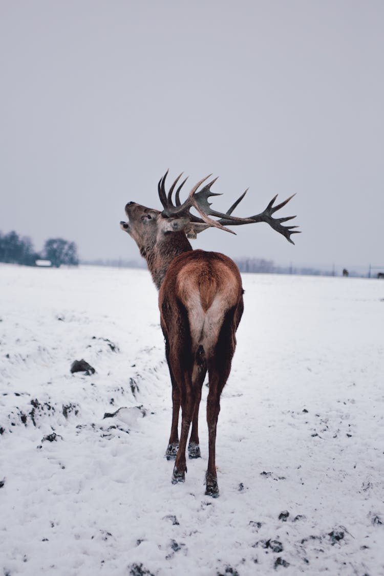 Back View Of A Roaring Deer On A Snowy Field 