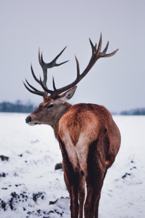 무료 겨울, 눈, 동물의 무료 스톡 사진