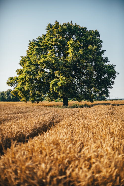 Foto d'estoc gratuïta de a l'aire lliure, agricultura, arbre