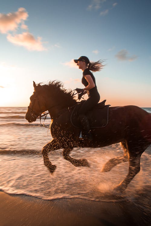 Gratis lagerfoto af bevægelse, dyr, hest