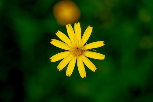 Gratuit Photos gratuites de fleur jaune, fleurir, flore Photos