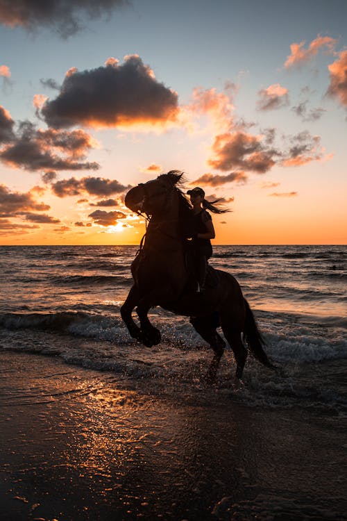 Fotobanka s bezplatnými fotkami na tému breh, jazda na koni, kôň