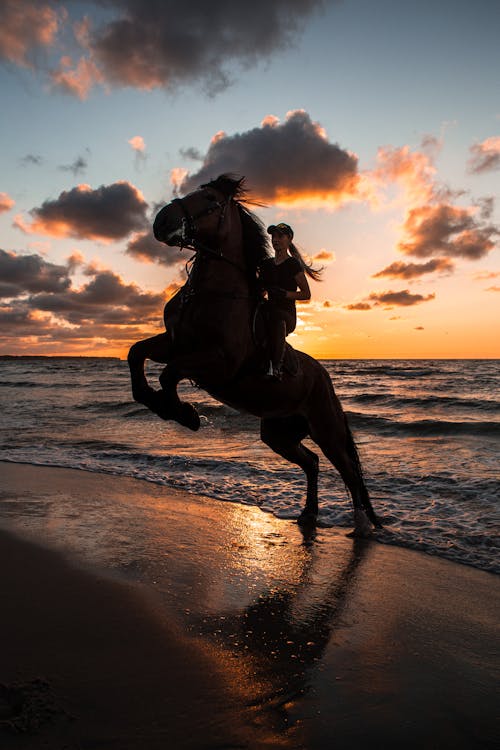 grátis Foto profissional grátis de animal, cavalgada, cavalo Foto profissional