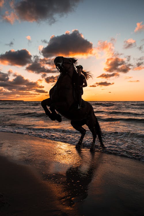 Woman Riding a Horse at the Beach during Sunset