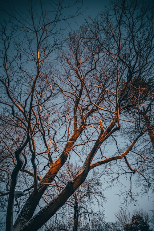 Foto d'estoc gratuïta de arbre sense fulles, fons de pantalla d'iPhone, fons de pantalla de Samsung