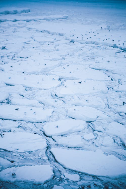 Fotos de stock gratuitas de clima polar, congelado, hielo