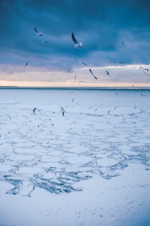 Birds Flying Over Frozen Sea 