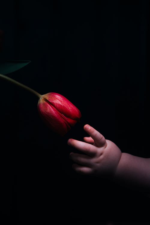 Fotobanka s bezplatnými fotkami na tému červený kvet, čierne pozadie, dieťa