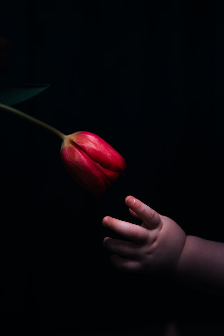 Childs Hand Reaching For A Flower 