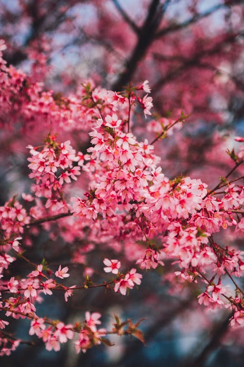 ağaç, arka plan bulanık, bahar içeren Ücretsiz stok fotoğraf