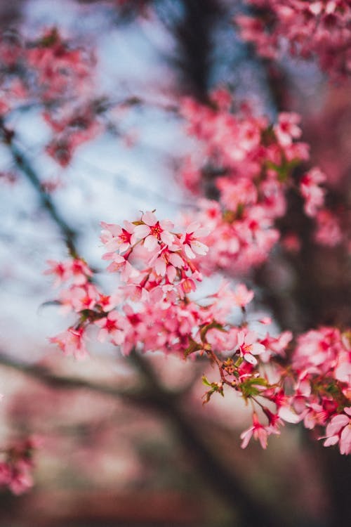 Ingyenes stockfotó ág, cseresznyevirágok, elmosódott háttér témában