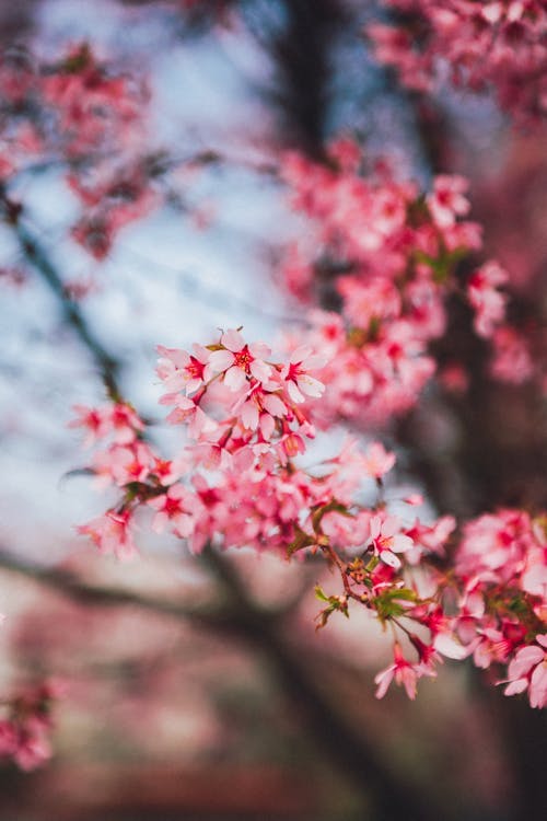 Darmowe zdjęcie z galerii z flora, fotografia kwiatowa, gałąź