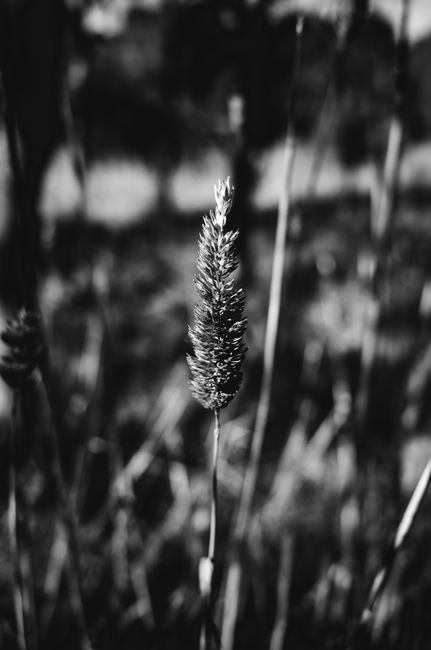Black and white close-up of a wheat stalk in a field with blurred background.
