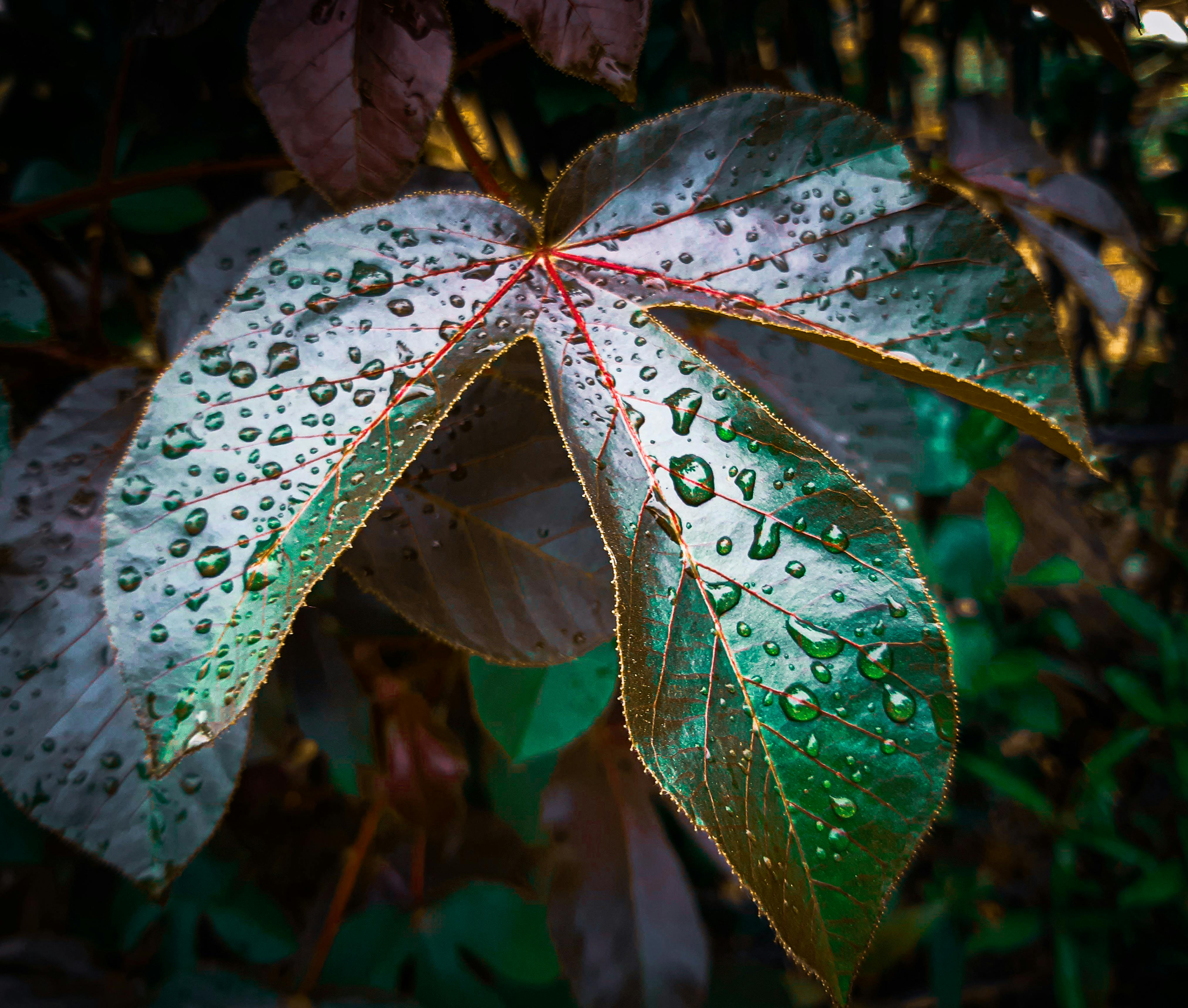 Rashmi Ranjan Ojha - 사진