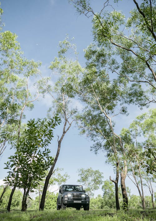 Black Vehicle Parked on Green Grass Field beside Green Trees