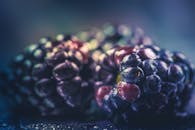 特写镜头中的黑莓多汁饱满，鲜艳的颜色和新鲜度一览无余