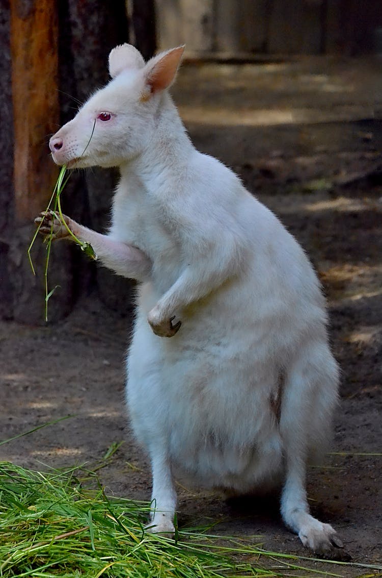 White Kangaroo On Ground Eating Green Grass