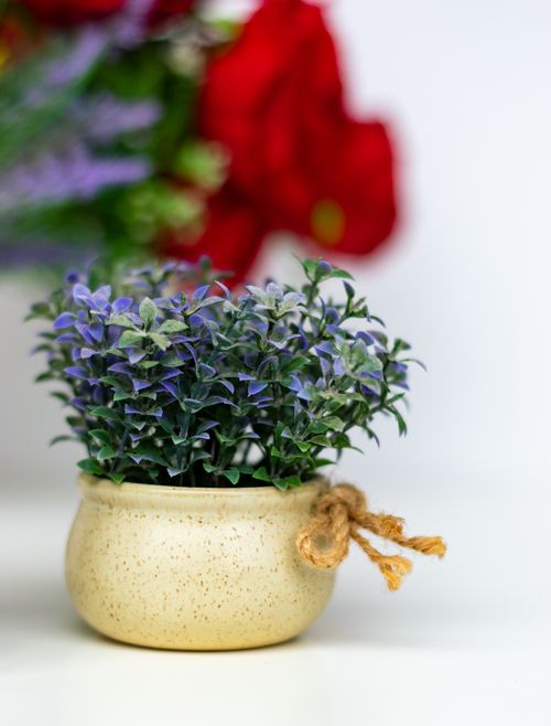 Free A close-up of a vibrant potted plant with a blurred floral background in Dubai. Stock Photo