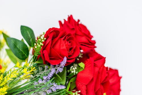 Fotobanka s bezplatnými fotkami na tému botanický, čerstvý, červené ruže