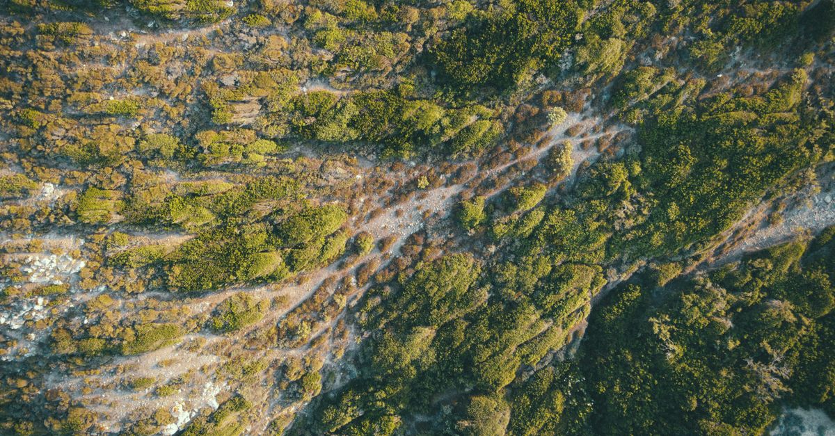 Birds Eye View of Trees on Mountain · Free Stock Photo