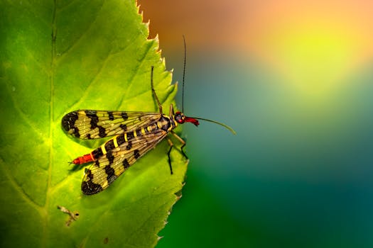 Close-up of a scorpion fly (Panorpa communis) perched on a leaf against a blurred, colorful background.