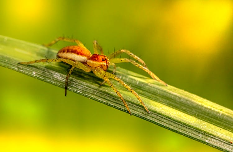 Close Up Photo Of Raft Spider