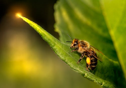 A Bee on Green Leaf
