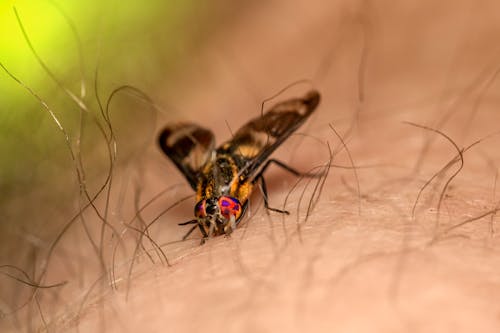 Kostenlos Kostenloses Stock Foto zu chrysops relictus, insekt, insektenfotografie Stock-Foto