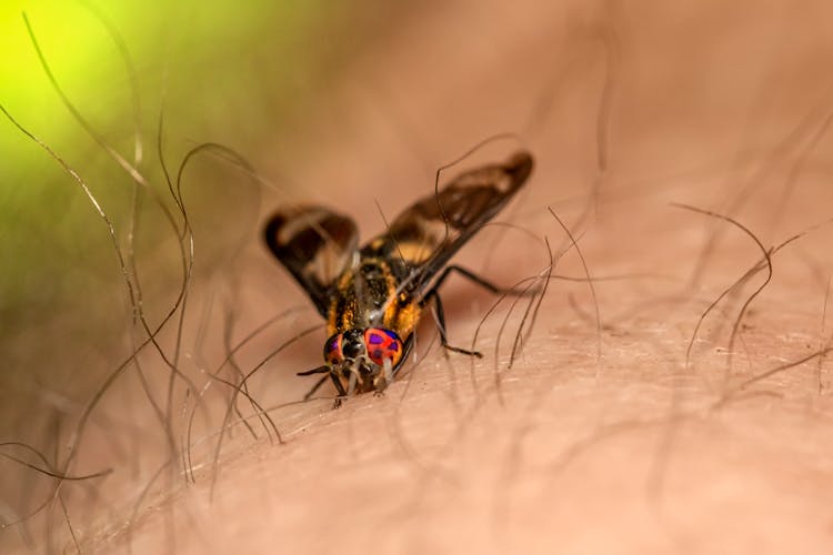 Close Up Photo Of Chrysops Relictus