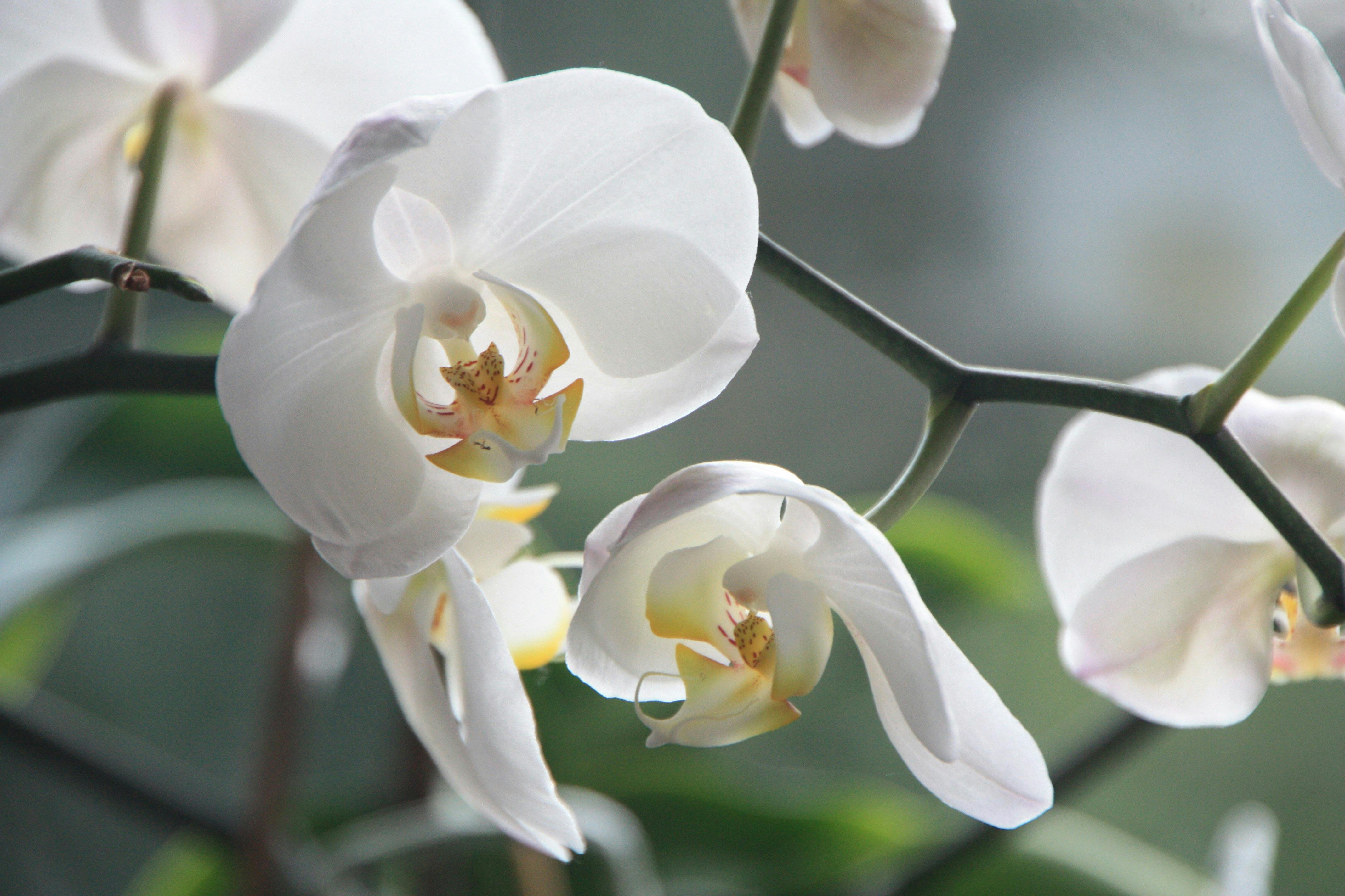 Hình ảnh hoa lan đẹp xuất sắc quý hiếm nhất trần gian