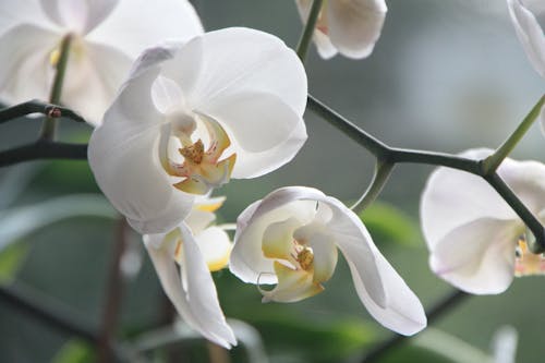 Free White Moth Orchids Stock Photo