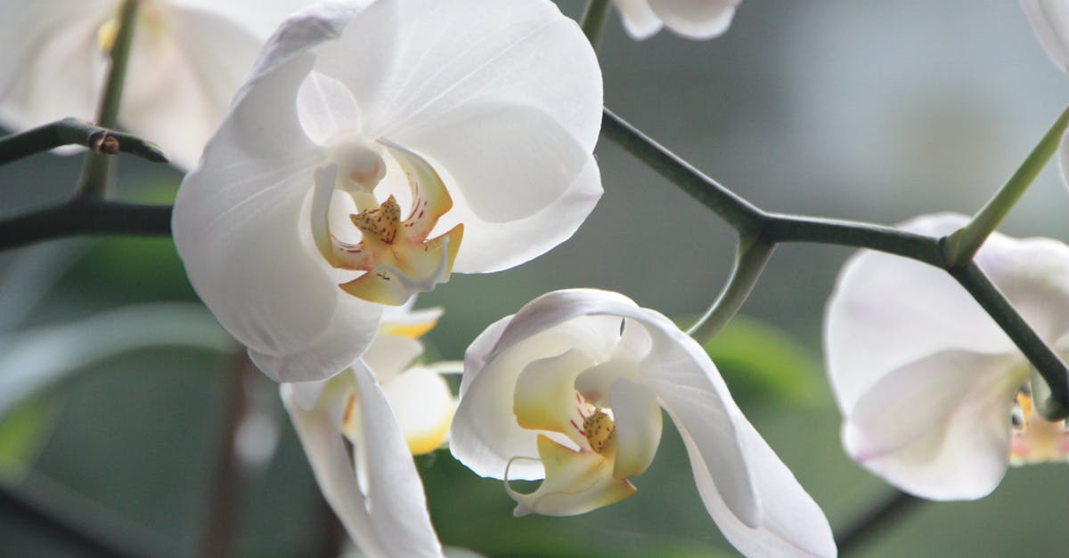 white orchid