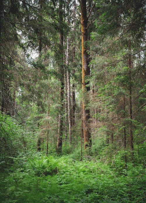 ağaç gövdeleri, ağaçlar, bitki örtüsü içeren Ücretsiz stok fotoğraf
