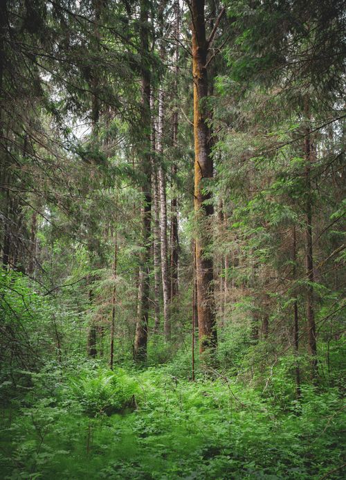 Free Peaceful view of a lush evergreen forest with dense greenery and tall trees. Stock Photo