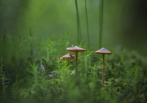Free Brown Mushroom in the Middle of Grass Field Stock Photo