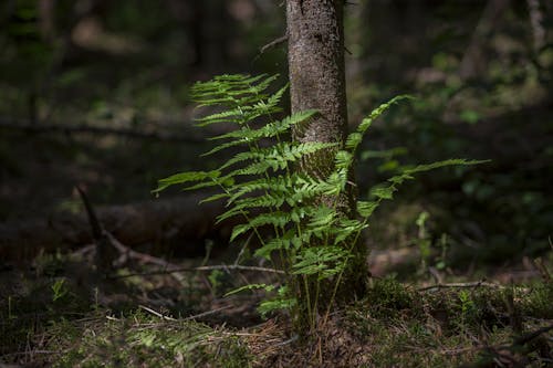 고사리 잎, 나무 둥치, 녹색 식물의 무료 스톡 사진