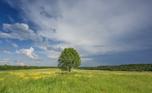 Foto profissional grátis de árvore, campo de grama, cenário