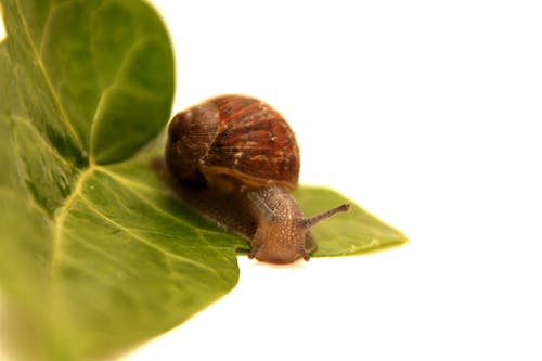 Free Macro Photo of Brown Snail on Leaf Stock Photo