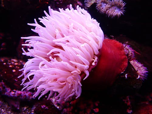 粉色和紅色海藻