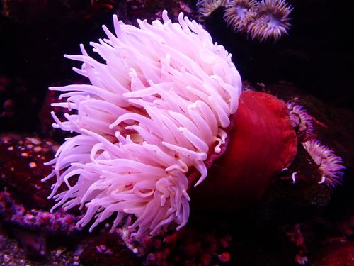Free Close-up of a colorful sea anemone showcasing its pink tentacles in an underwater setting. Stock Photo