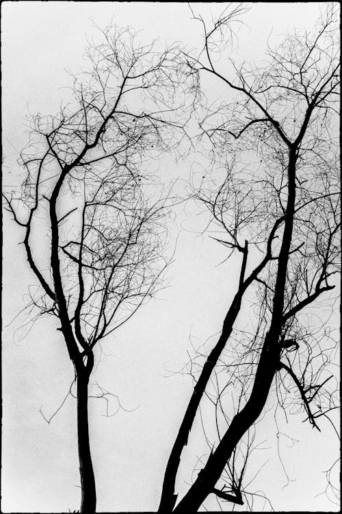 Fotos de stock gratuitas de árbol desnudo, blanco y negro, caer