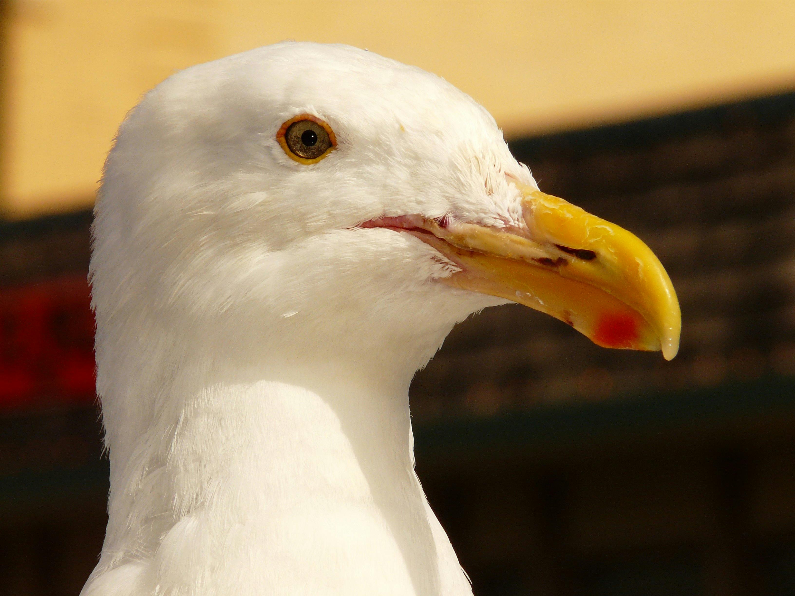 seagull-bird-bill-spring-87025.jpeg?auto=compressu0026cs=tinysrgbu0026h=650u0026w=940