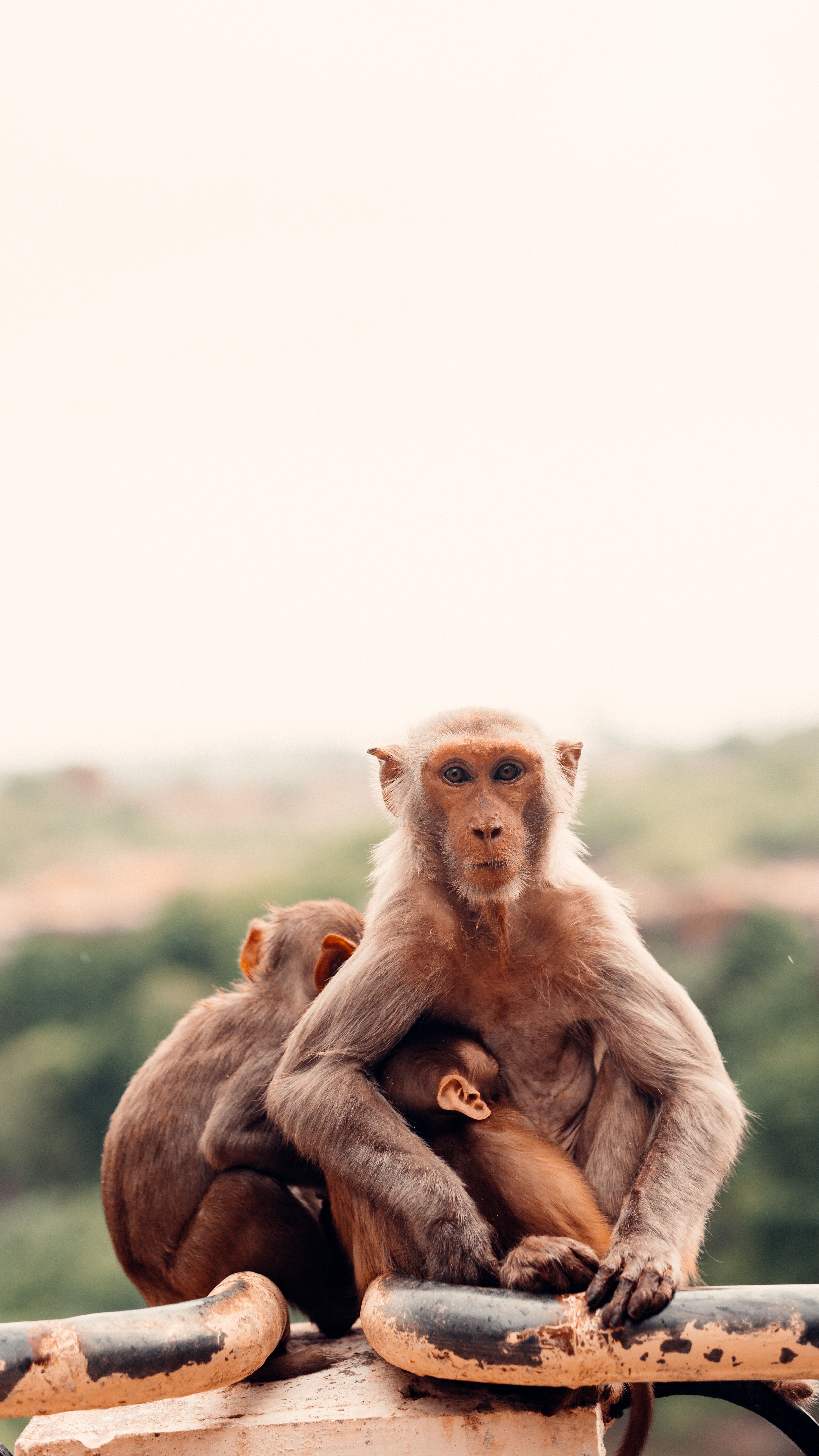 Monkey Rao Brown Monkey Drinking Fanta Bottle · Free Stock Photo