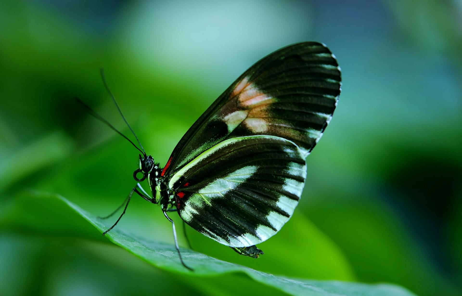 Macro shot of a postman butterfly perched on a leaf, capturing vibrant details and shallow focus.