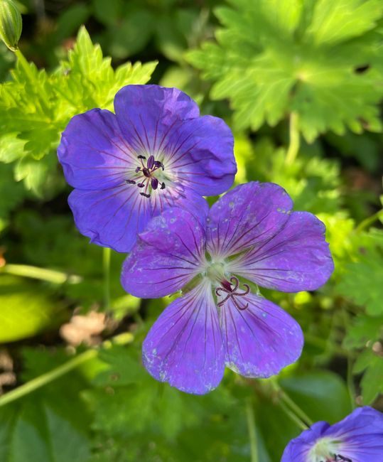 Fotomural Una vista en primer plano que muestra vibrantes flores moradas de geranios en plena floración al aire libre.