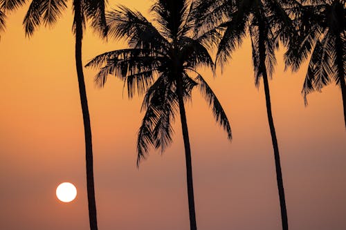 Free Coconut Tree Under the Sky  Stock Photo