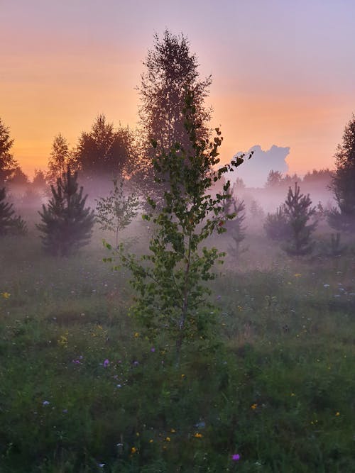 ağaçlar, akşam karanlığı, bitkiler içeren Ücretsiz stok fotoğraf