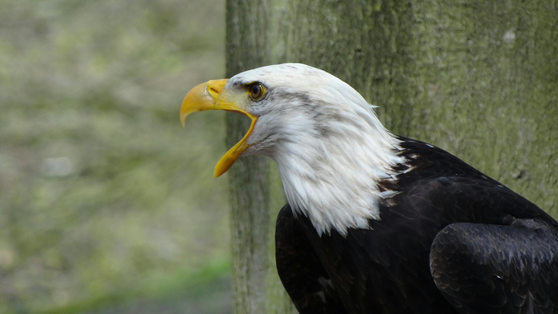 Side View Shot of Black and White Eagle