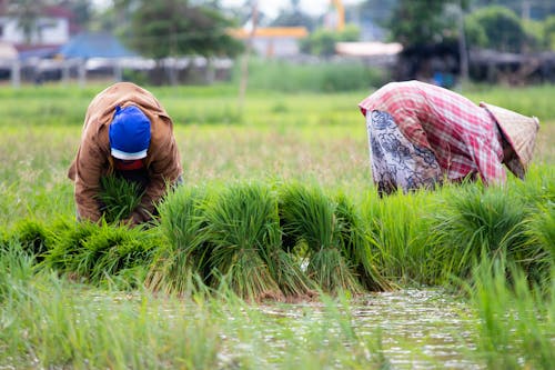 Foto profissional grátis de agricultores, cultivo de arroz, trabalhando no campo